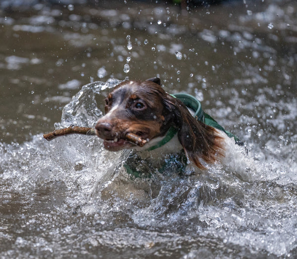 Water-Resistant vs. Waterproof: What’s Best for Your Dog?