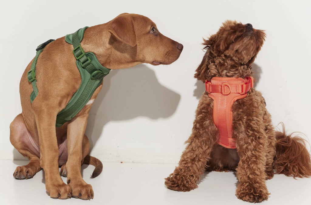 Protect Your Dog Gear from Puppy Chews & Wear