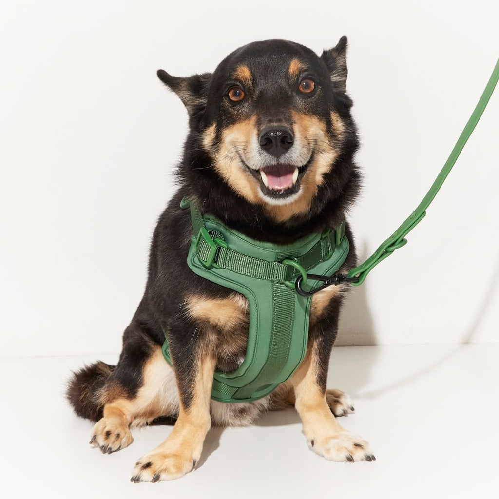 How To Get Your Puppy Used to a Harness