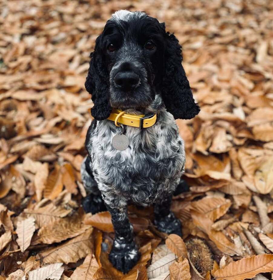 How to Introduce Your Puppy to Their First Collar