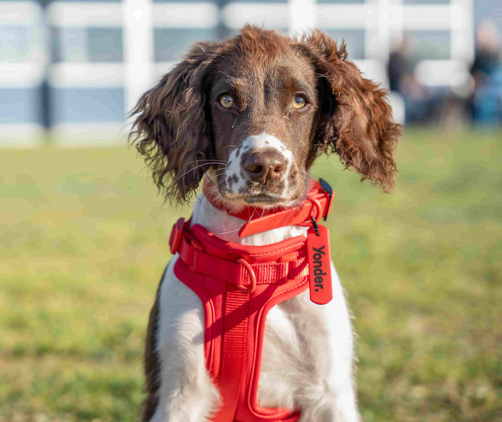 Top 3 Reasons Why You Need a Dog Harness