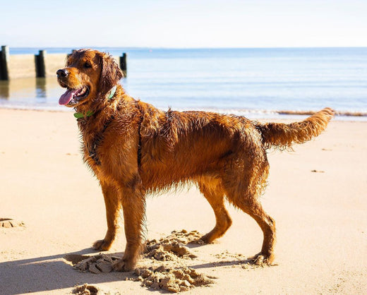 How Often Should You Wash Your Dog?