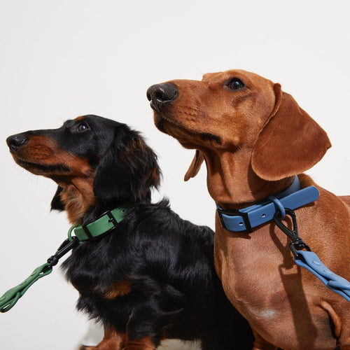 How to Fit a Dog Collar the Right Way