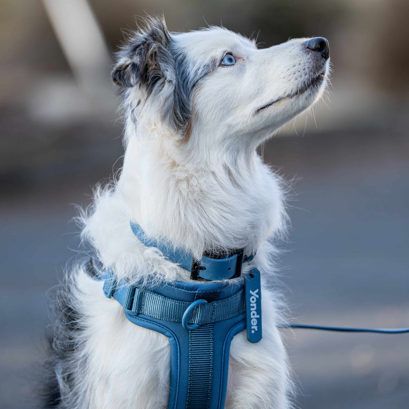yonder dog blue collar & harness