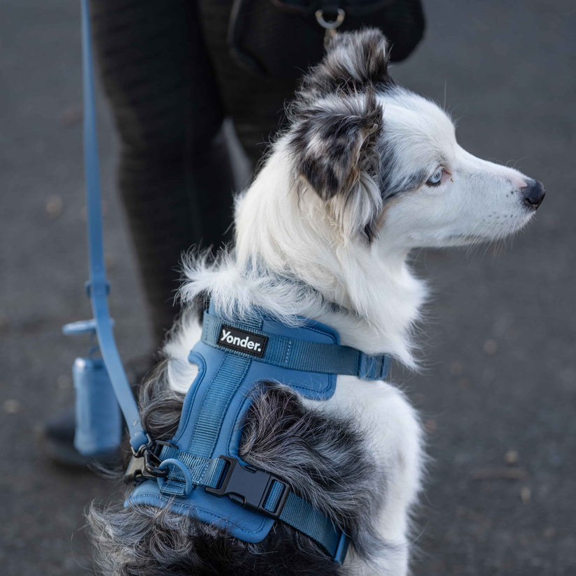 blue waterproof designer dog lead & harness