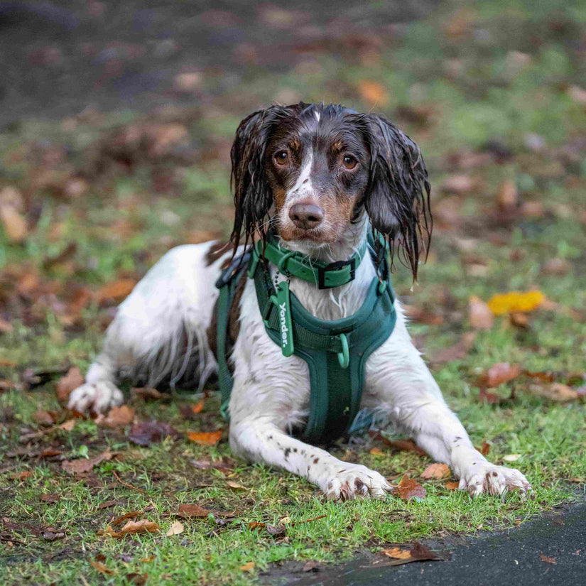 green waterproof pvc dog collar & harness