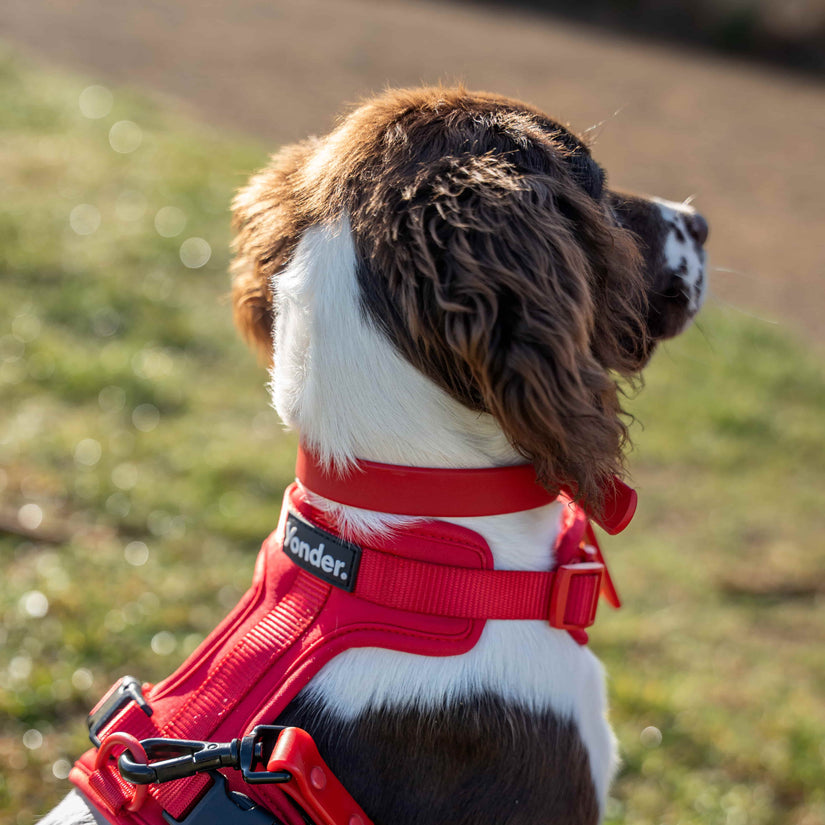 red waterproof dog collar