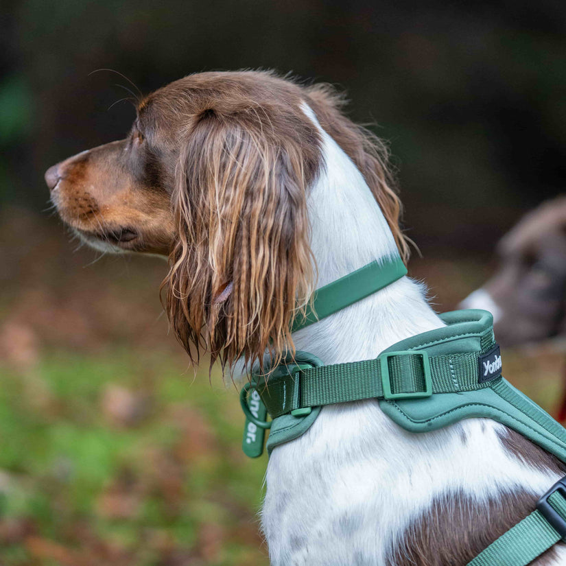 green waterproof dog collar & harness