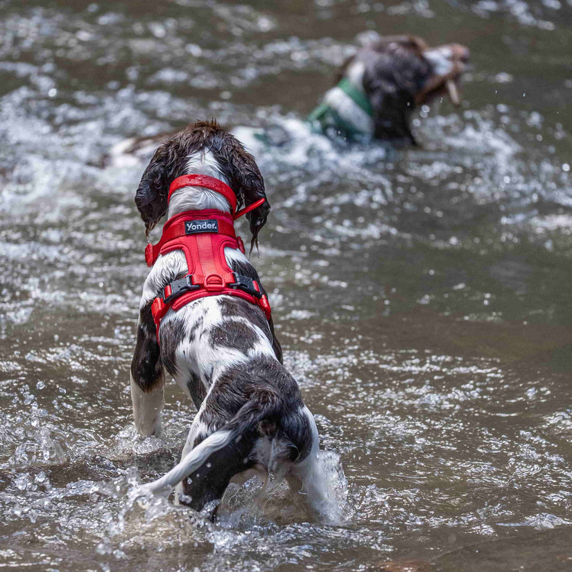 wet dog modelling waterproof red dog collar & harness