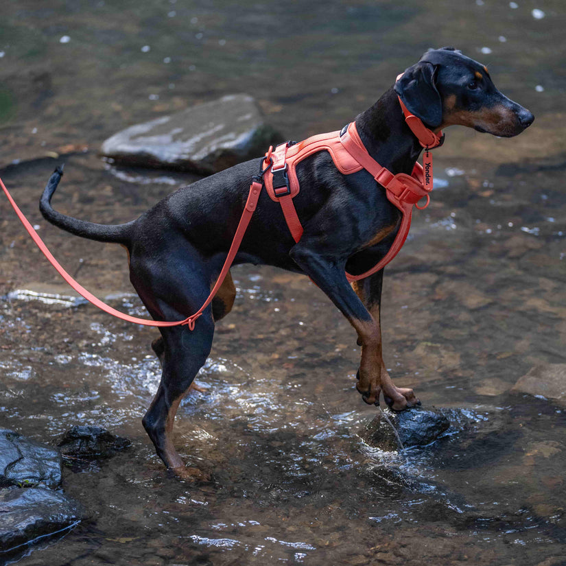 wet dog modelling waterproof peach dog collar, lead & harness