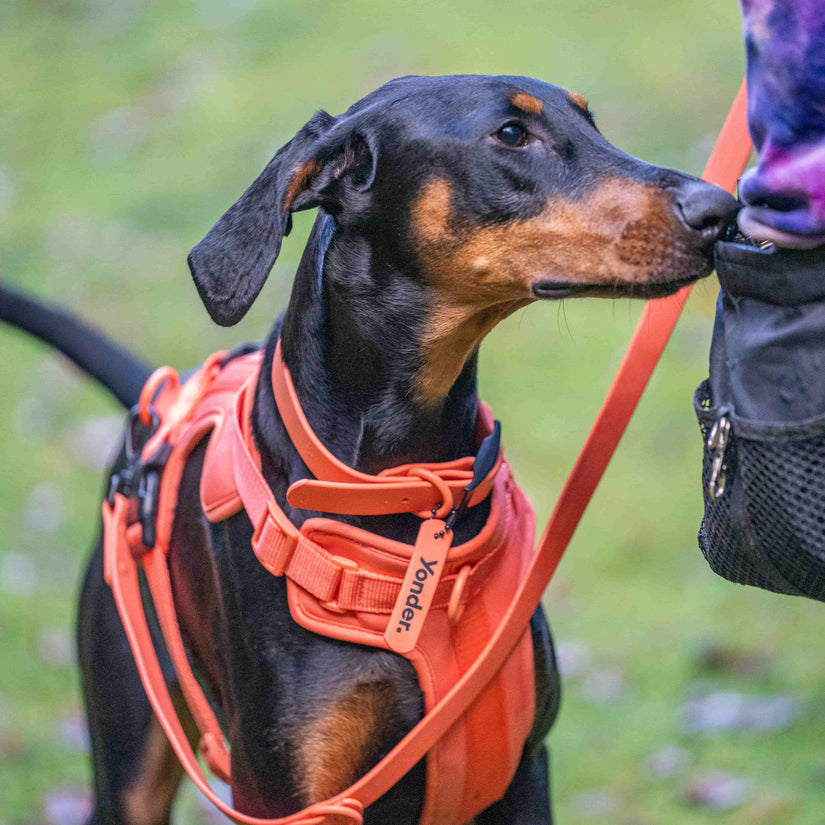 peach waterproof dog collar, harness & lead