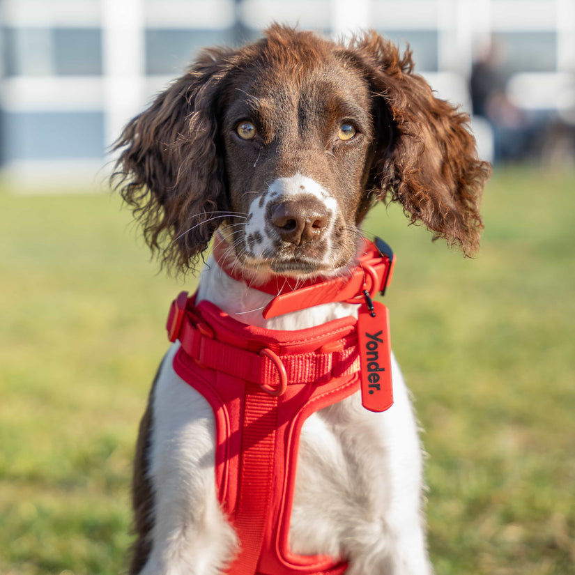 waterproof red dog collar & harness