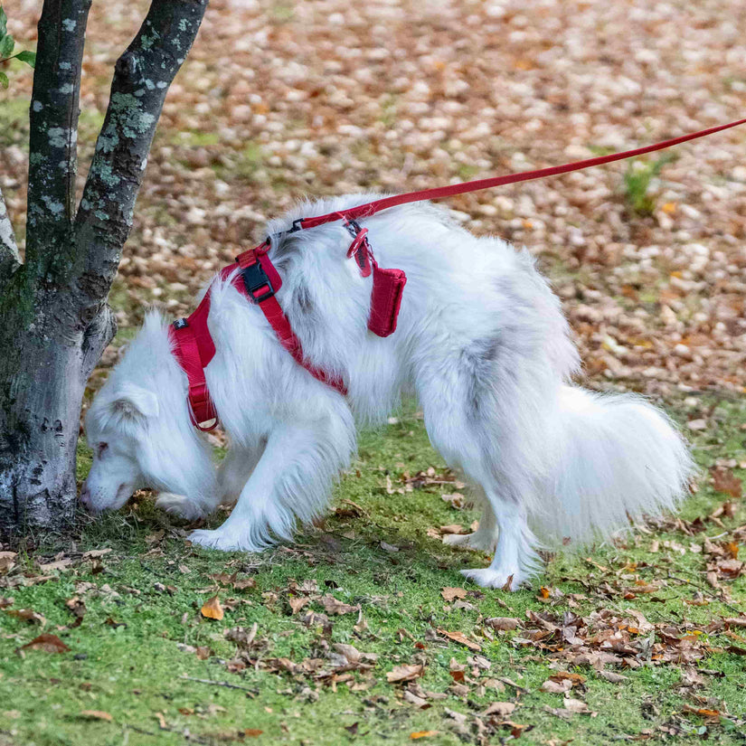 red dog harness, lead & poop bag holder