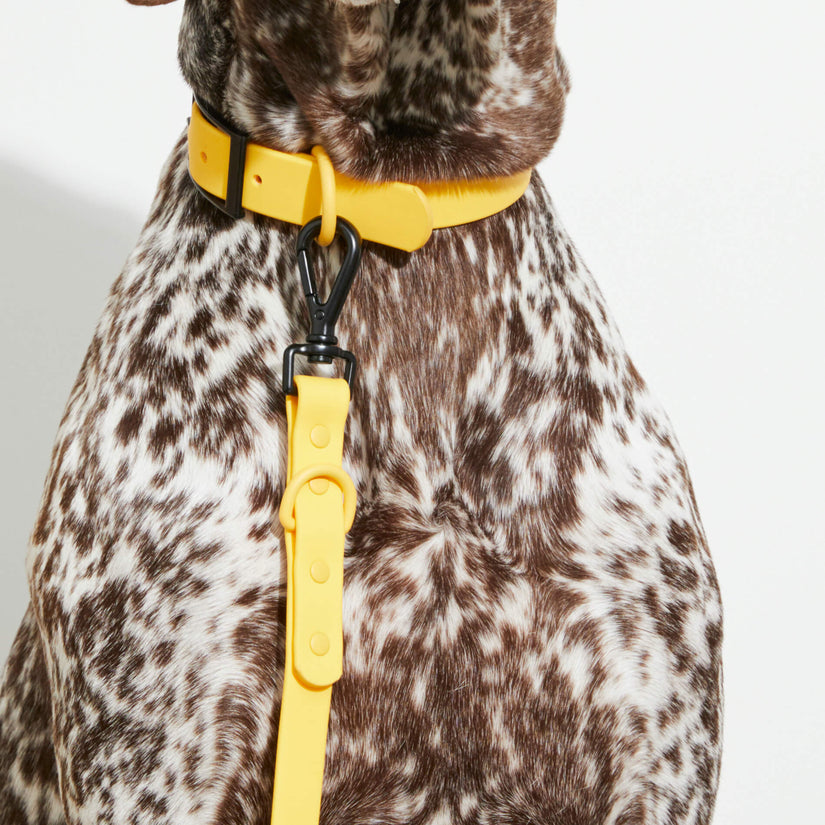 fun dog yellow  collars