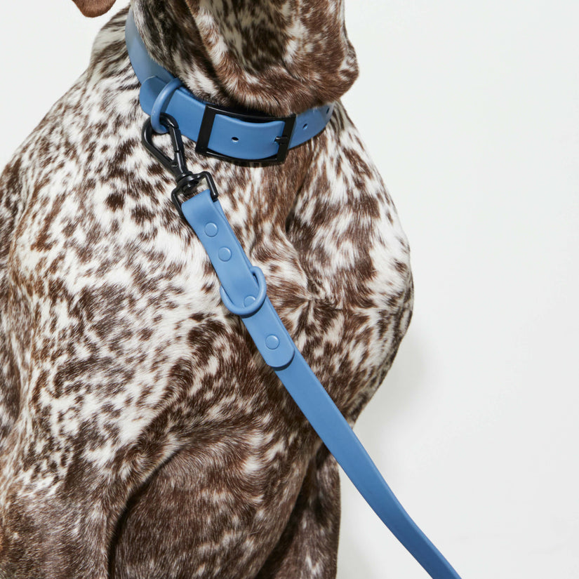 dog blue harness