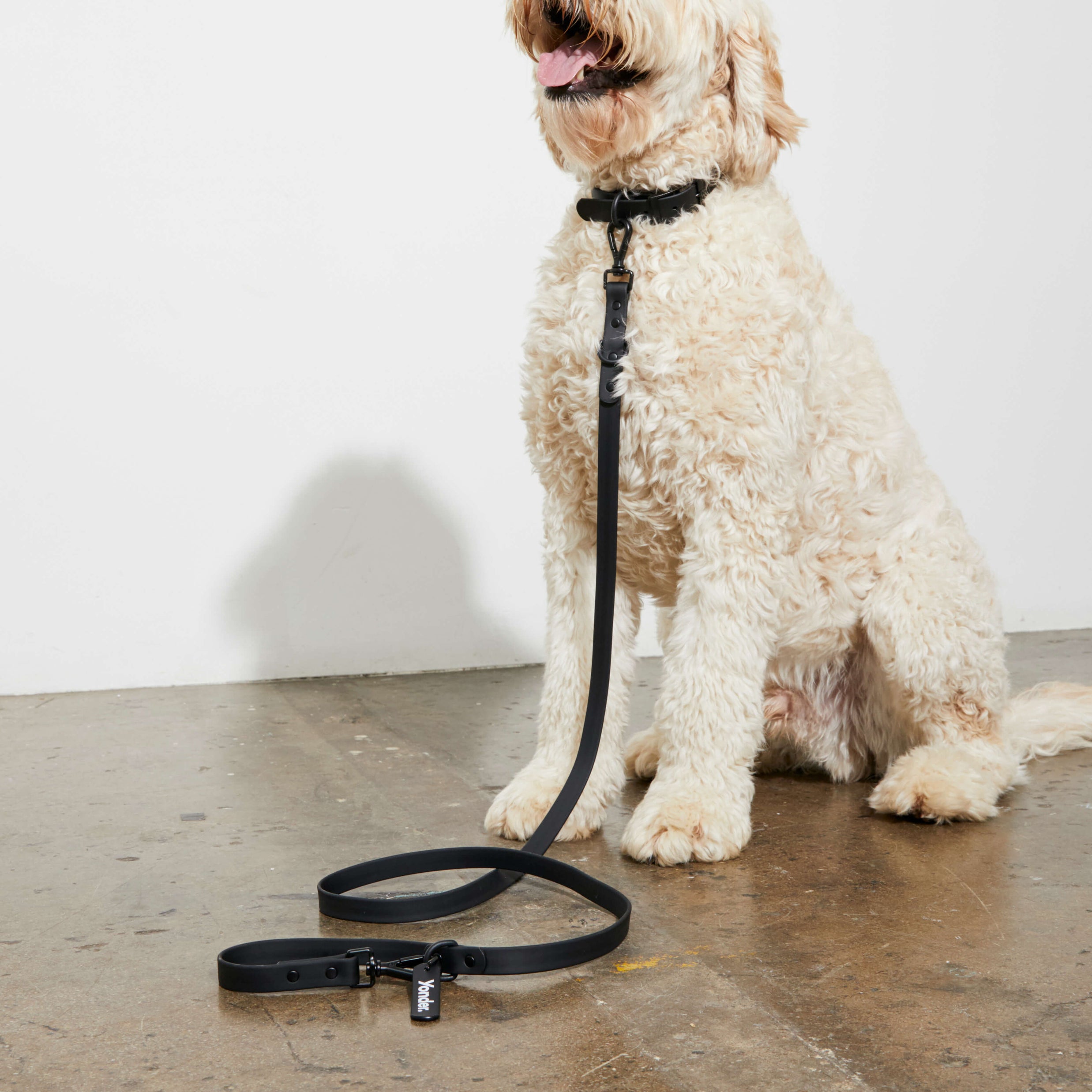 Designer Dog Lead Best Dog Puppy Lead In Australia designer-dog-lead-best-dog-puppy-lead-in-australia
