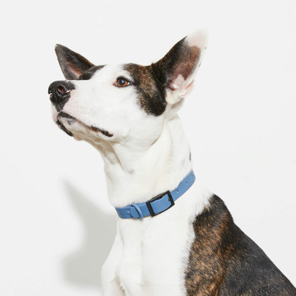Waterproof blue dog collar