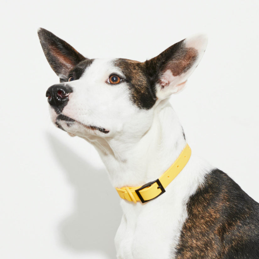 leather dog yellow collars