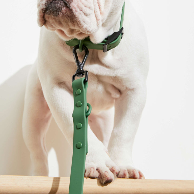 designer dog green collars