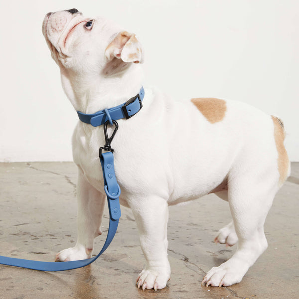 Blue designer dog collars and leads
