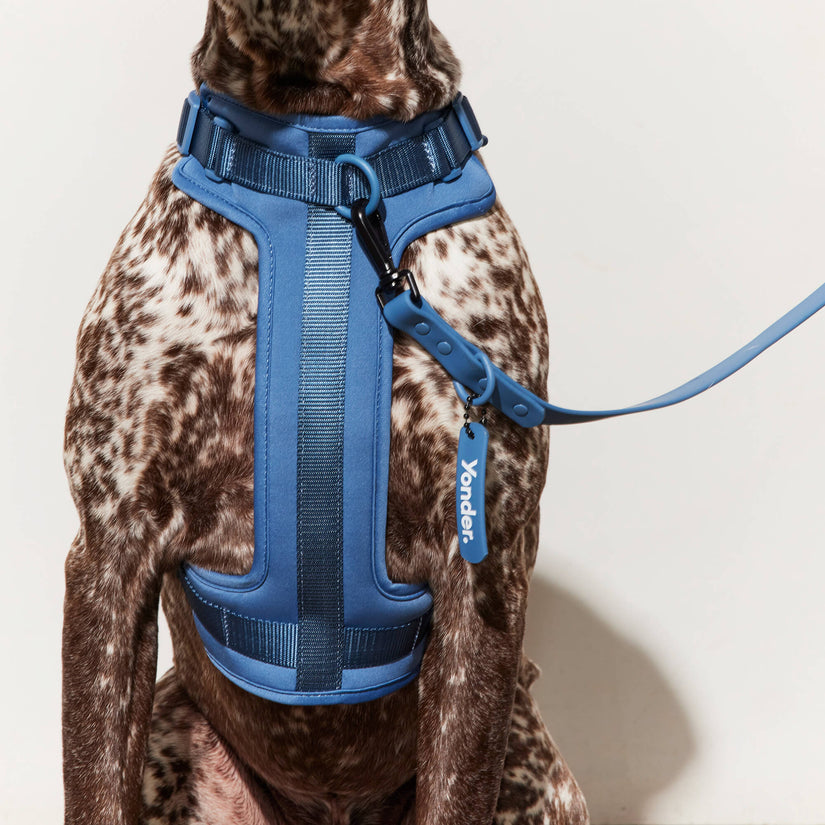 blue dog harness and lead