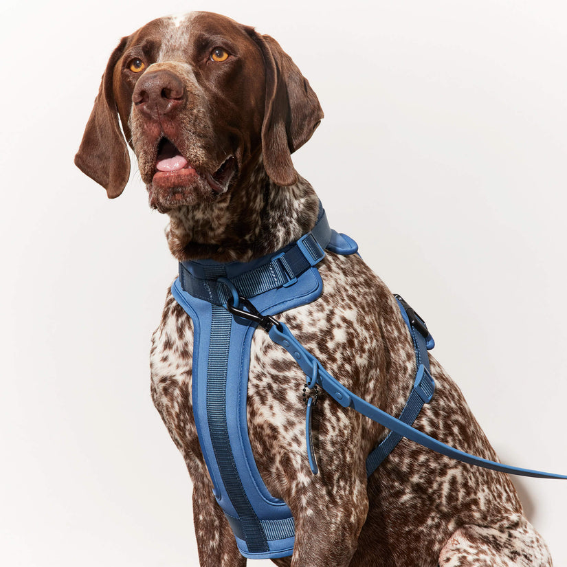 blue harness and waterproof lead