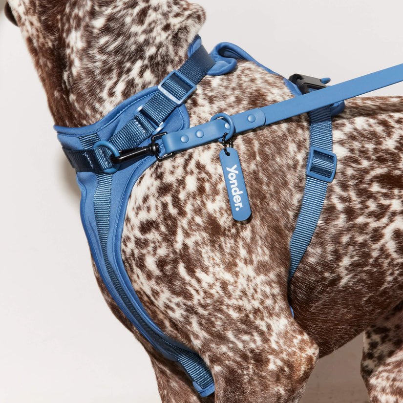 blue harness and dog lead