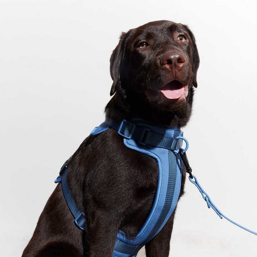 blue dog harness 