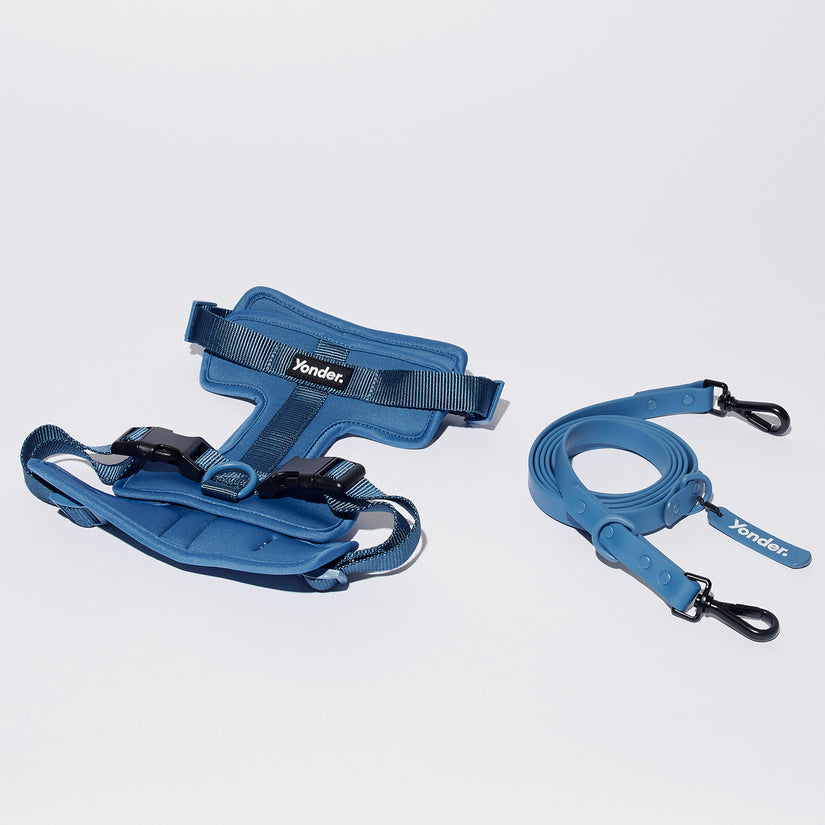 blue dog harness and lead