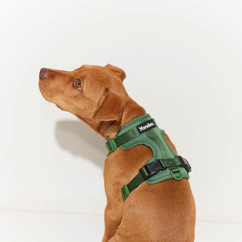 green harness and dog lead