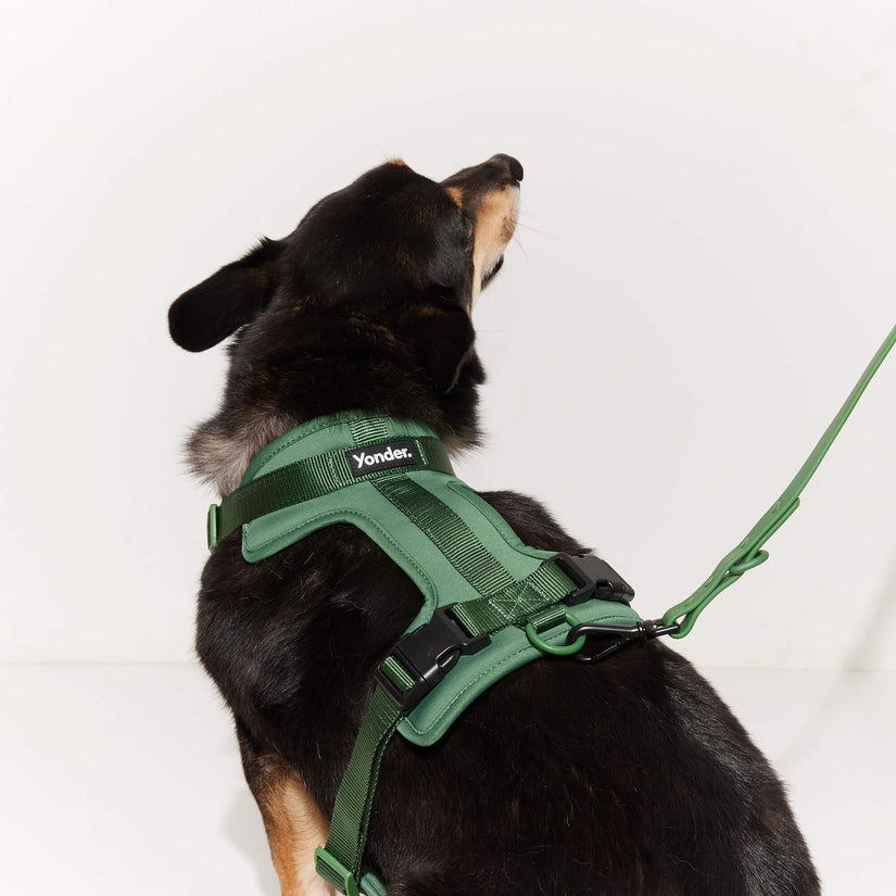 green harness and lead