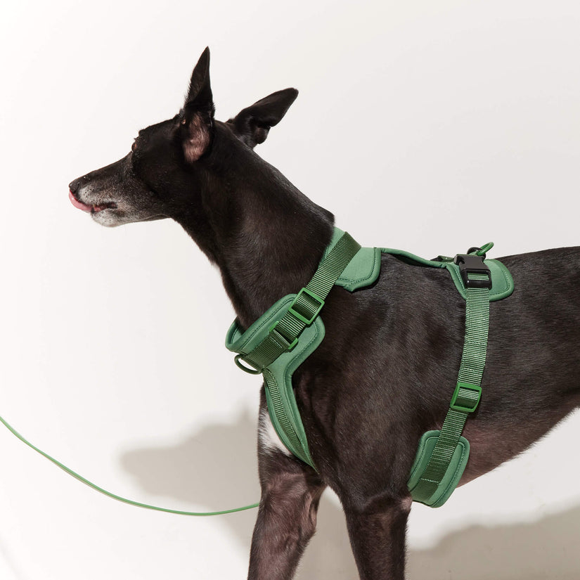 green harness and lead