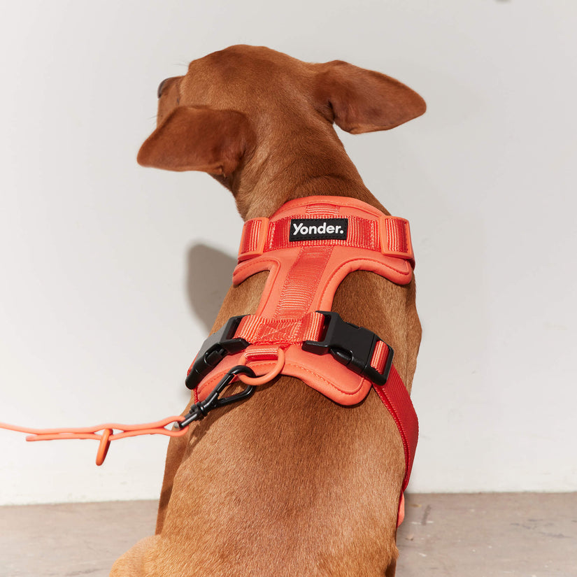 peach dog harness 