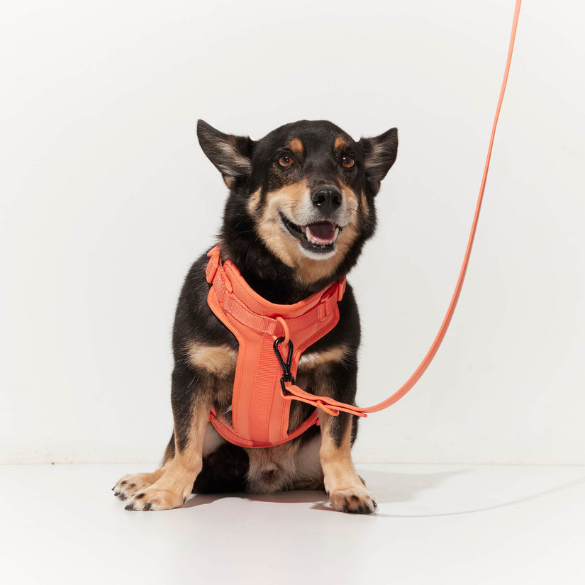 peach dog harness and lead