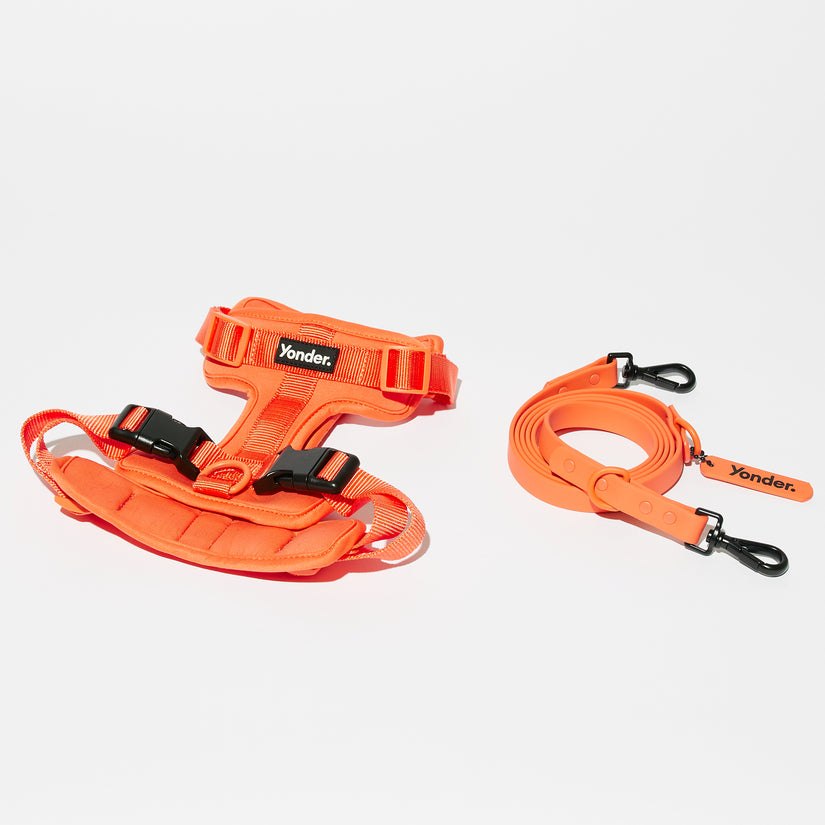 peach dog harness and lead